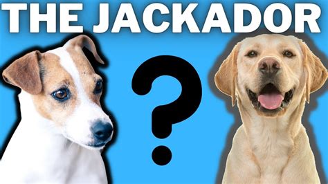 Nüchtern Dritte Statistisch Jack Russell Yellow Lab Mix Jet Empfehlung