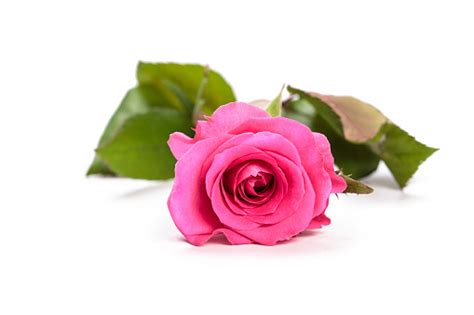 Beautiful Single Pink Rose Isolated On White Background Stock Photo