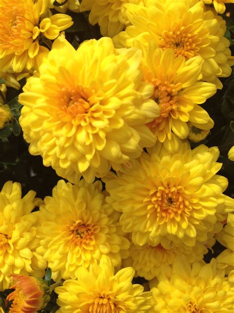 It seems as soon as the air cools, signaling the coming of fall, garden centers begin showcasing full mounds of brilliant red, yellow, and violet flowers. Yellow 'mums (With images) | Beautiful flowers, Vibrant flower