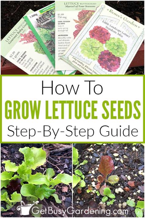 Growing Lettuce From Seed The Complete How To Planting Guide