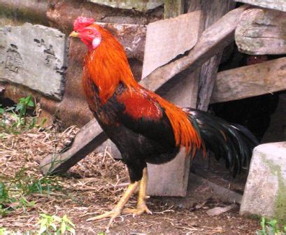 Daging ayam adalah sumber protein hewani yang baik ayam broiler (ayam sayur/potong) maupun ayam kampung (jawa/jowo). Informasi Harga Ayam Kampung Oktober 2020