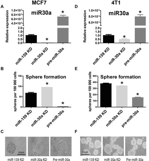 Sphere Formation Assay After Modulation Of Mir 30a Expression Mcf7 And