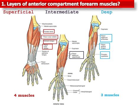Anterior Arm Muscle Diagram Diagram Media