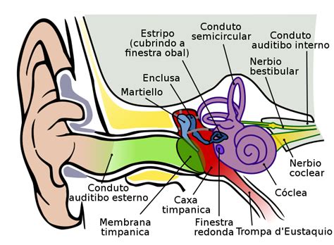 Free Image Of The Ear Download Free Image Of The Ear Png Images Free