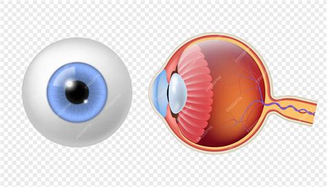 Premium Vector Realistic Human Eyeball Eye Retina Structure Round