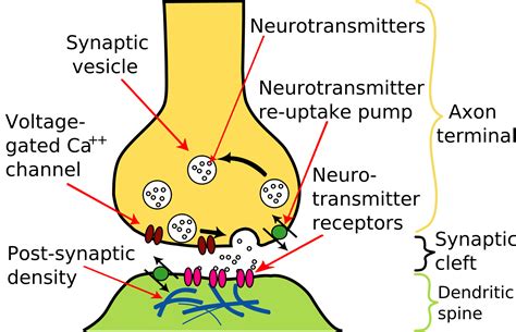 Microglia Maintenance Of Neuron Synapses