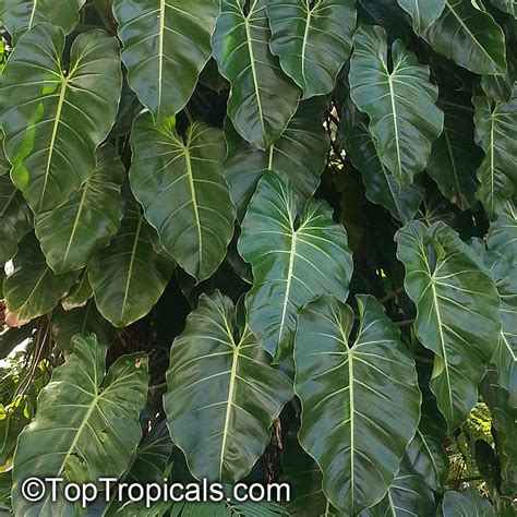Will the price for a philodendron spiritus sancti go down eventually? Philodendron sp., Guacamayo, Papaya de Monte ...