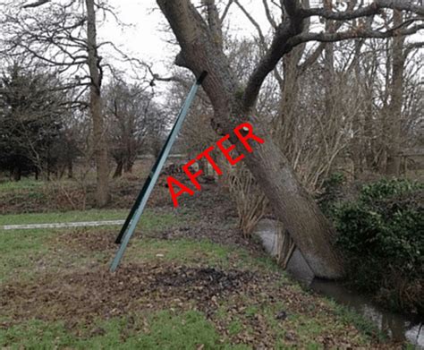 Custom Built Frame Supports Leaning Tree Connick Tree Care