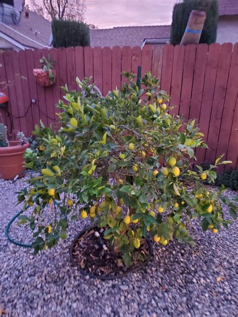 Check spelling or type a new query. Here is my dwarf fruit tree at my home in altadena. It can ...
