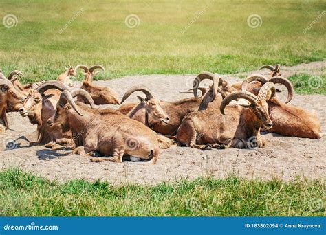 Group Of Barbary Sheep Wild Goats Antelope Lying Resting In Sand Ground