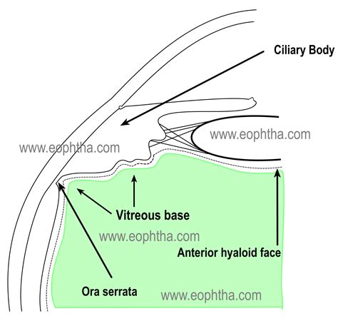 Anatomy Of Vitreous