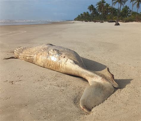 Carcaça De Baleia é Encontrada Em Praia Na Ba Com Marcas De Mordidas De Tubarão Bahia G1