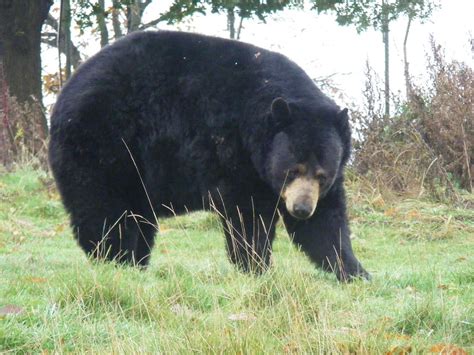 american black bear american black bear taken at woburn … flickr
