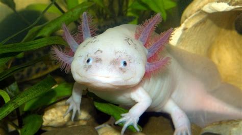 Scientists Sequence Largest Genome To Date The Axolotl Genome