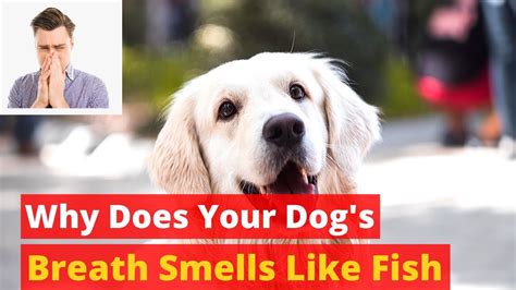 Why Does Your Dog Breath Smells Like Fish How To Stop His Bad Breathe