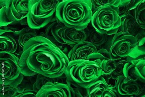 Download Free 100 Green Roses Wallpaper