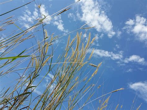 Free Images Sky Ears Grass Clouds Plants Cloud Twig