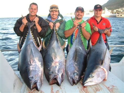 Yellowfin Tuna Fishing Charters Cape Town Book A Fishing Charter
