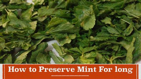 How can i store mint leaves for the winter? How to Preserve Mint for Long | How to Store Mint for over ...