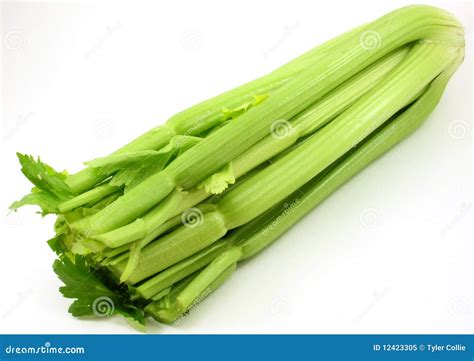 Green Celery Bunch Organic On White Stock Image Image Of Grocery