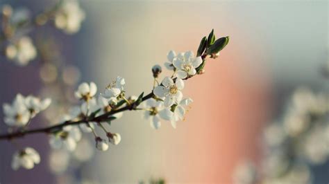 Spring wallpapers, backgrounds, images 1920x1080— best spring desktop wallpaper sort wallpapers by: 46+ Spring HD Wallpapers 1080p on WallpaperSafari