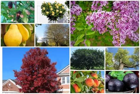 10 Fast Growing Trees For Zone 4 Usda Hardiness