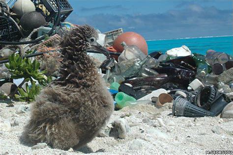 Albatross Anti Plastic Pollution