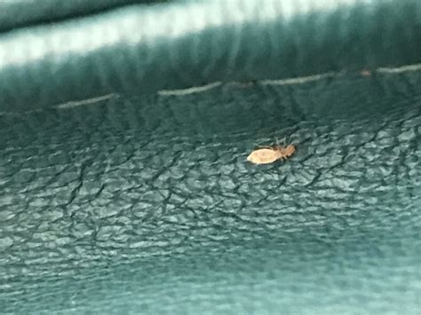Are These Bed Bugs Found At Least 5 Of These Bedbugs