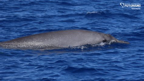 Amazing Sighting With Several Sowerbys Beaked Whales Including Calves