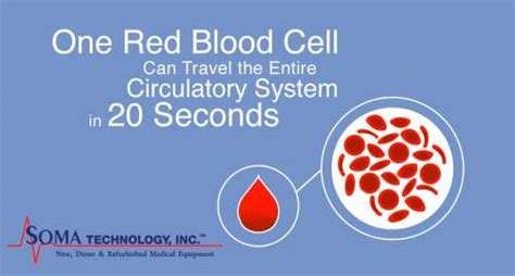 Fun Fact Friday Bloody Good Facts One Red Blood Cell