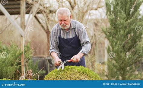 Elderly Man Cuts Bushes In The Garden With Large Pruner Stock Photo Image Of Cutting Tool