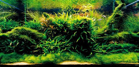 Getting Started With Aquascaping Aquascaping Love Aquascape