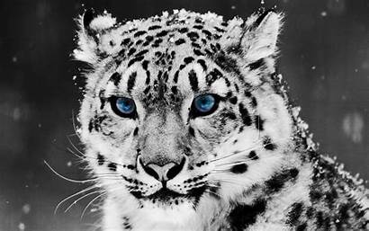 Leopard Snow Leopards Animal Then Backgrounds Wallpapers