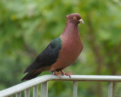 15 Most Popular Pigeon Breeds Tail And Fur