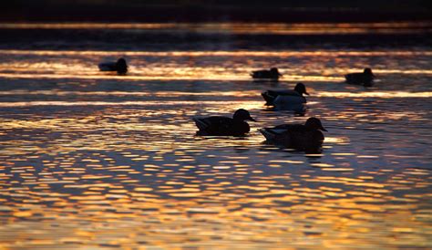 Ducks Lake Sunset Photo Free Stock Photo Public Domain Pictures