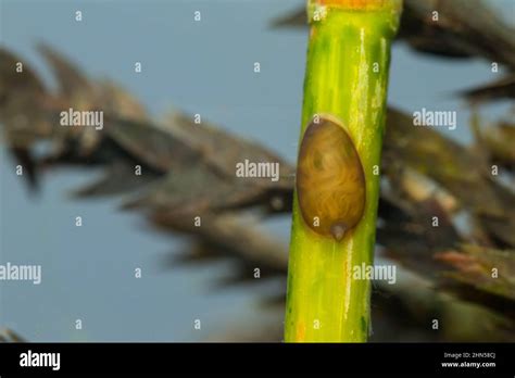 Freshwater Leech Herpobdella Octoculata Egg Cocoon Stock Photo Alamy