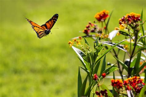 How Can Butterflies Fly So Well Discover Wildlife