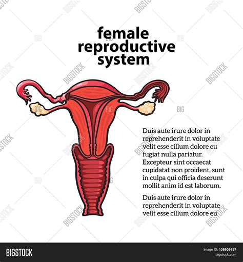 Female Reproductive System Sketch Image Photo Bigstock
