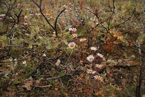 Arctic Autumn Tundra Plants Wrangel Island Unesco World He