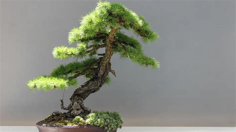 What Soil Is Best For Bonsai Trees A Comprehensive Guide To Grow