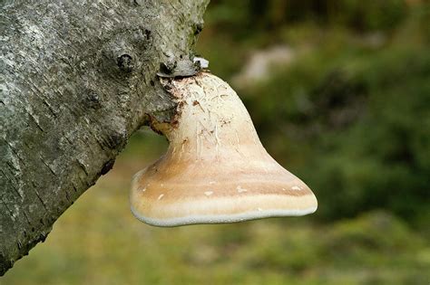Birch Polypore Fungus Photograph By Paul Rapsonscience Photo Library