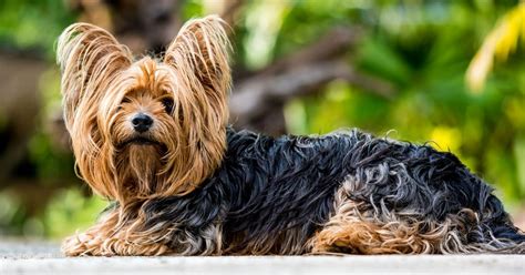 4 Long Haired Dog Breeds You Should Know About Sunnydays