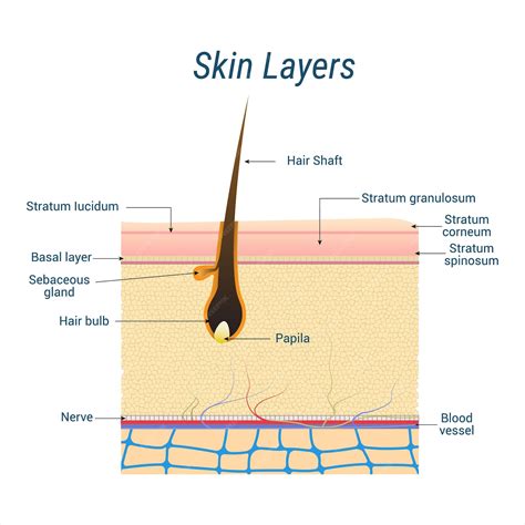 Premium Vector Human Skin Anatomy And Hair Diagram Integumentary