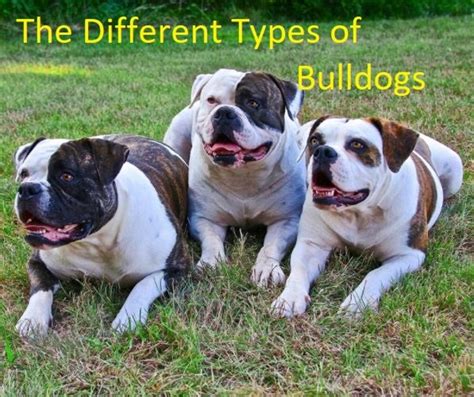 English and french bulldogs differ in appearance, size, and personality. A Guide to the Different Types of Bulldogs | PetHelpful
