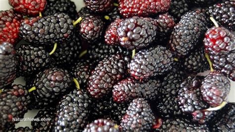 Blackberries are rich in many nutrients and have a range of health benefits. 5 benefits of mulberries for skin, hair and health ...