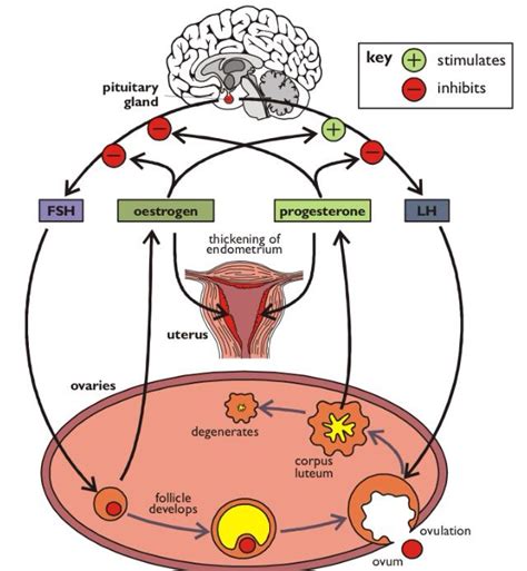 Hormonal Control Of Fertility Progesterone Endocrine Oestrogen Ovaries Uterus Fertility