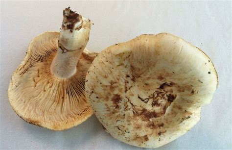 Matsutake mushroom season at hand; four national forests set harvest ...