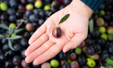 tipos de aceite de oliva picual arbequina y hojiblanca