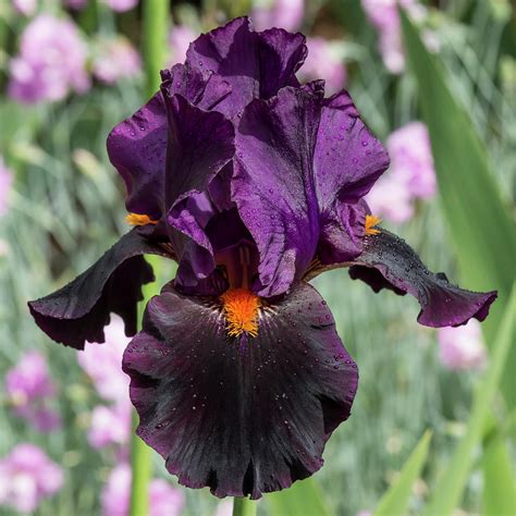 Dark Purple Iris Photograph By Bruce Frye