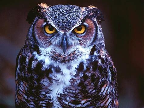 Cool Owl Wallpapers Top Những Hình Ảnh Đẹp